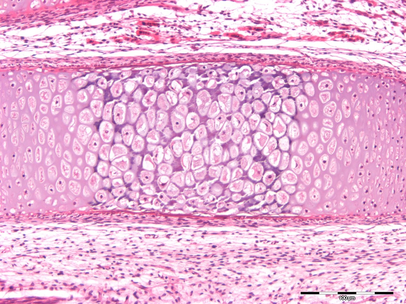 Growth cartilage_LightMicroscopy