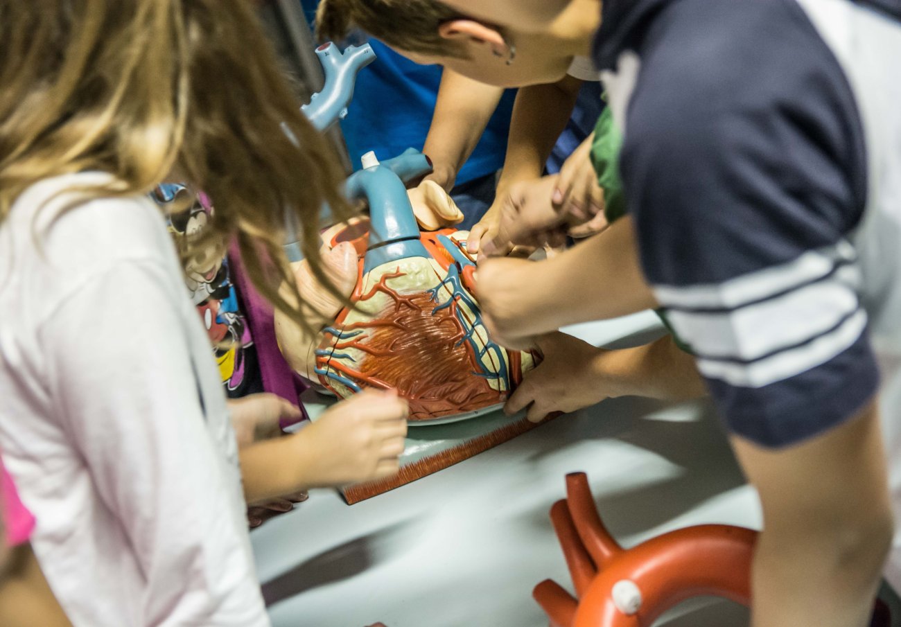 The heart, what a wonder – Researchers’ Night1