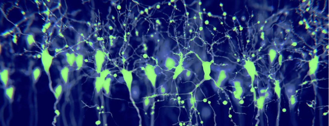 Neocortical neurons