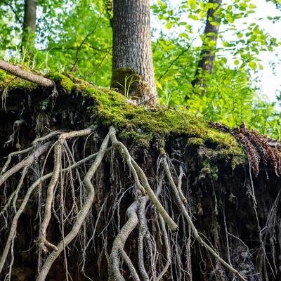 immagine special issue