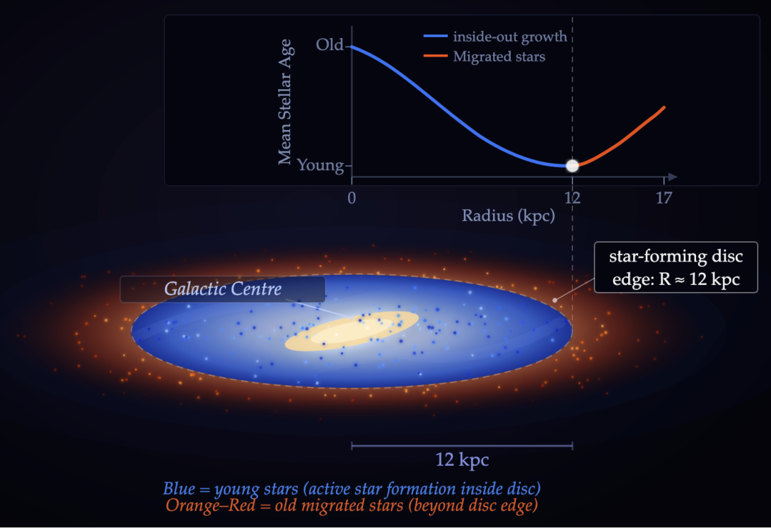 Inside-out growth and stellar migration in the Milky Way: Inside the star-forming disc (within ~12 kpc), abundant cold gas fuels continuous star formation, producing young stars. Beyond this break radius, star formation drops sharply, and the outer regions are instead dominated by stars that formed in the inner disk and later migrated outward.