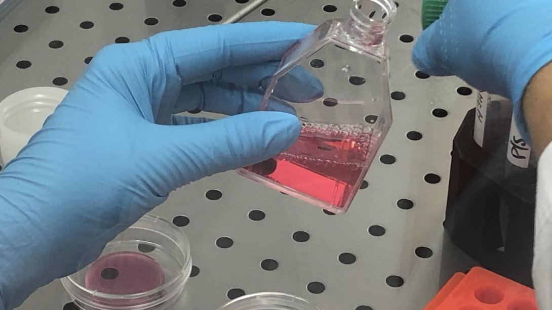 CellCultures2